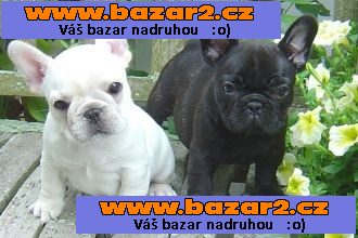 Francouzský buldoček štěňata pro přijetí