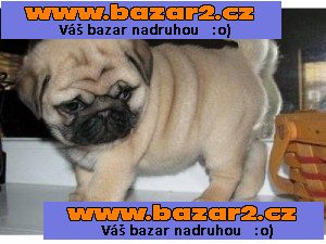 Puggle štěňátka