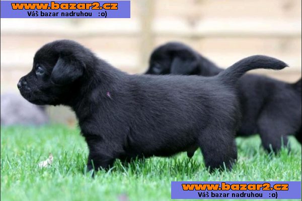 Labrador štěňata pro přijetí