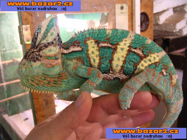 chameleon jemenský