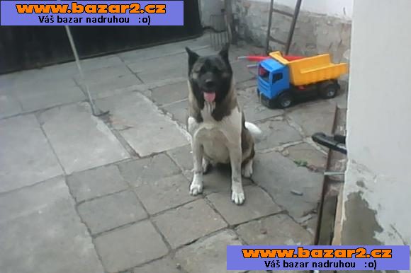 americka akita