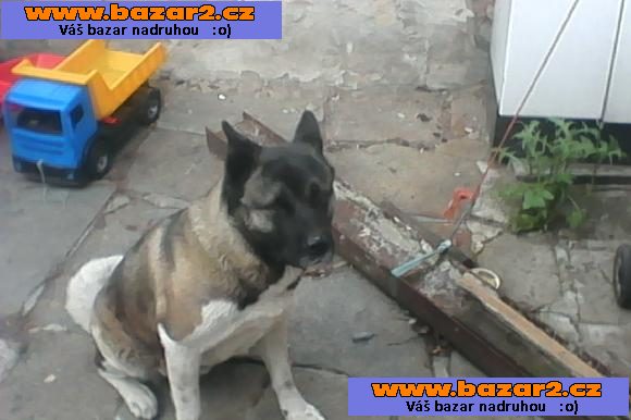 americka akita