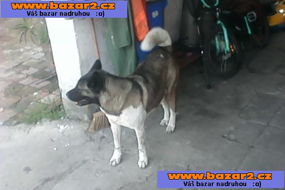americka akita