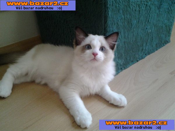 Kotatka RAGDOLL s PP ihned k odberu