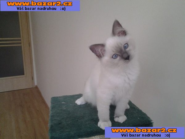 Kotatka RAGDOLL s PP ihned k odberu