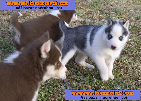 Krásné AKC certifikované Sibiřský husky