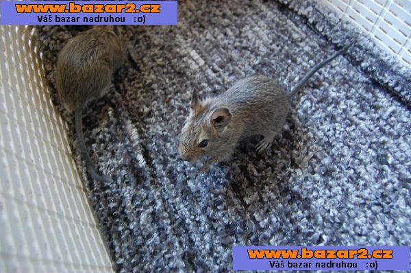 Daruji osmáky degu.