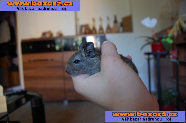 Daruji osmáky degu.
