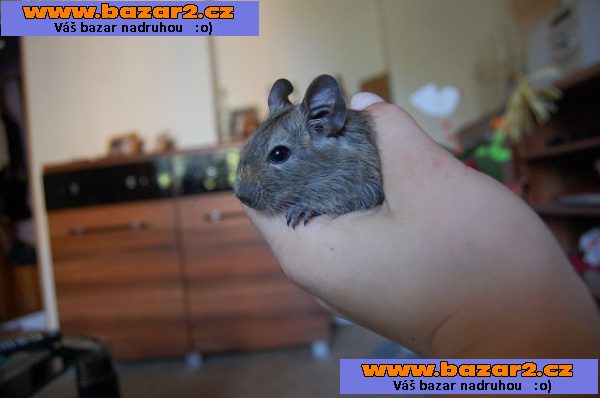 Daruji osmáky degu.