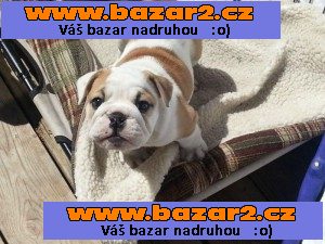 Čistokrevná English Bulldogs k dispozici