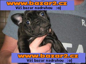 Francouzské Bulldogs