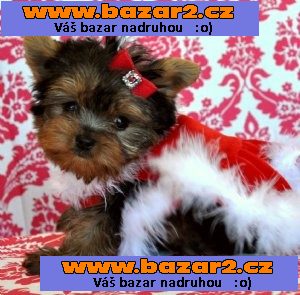 CKC Yorkie štěně