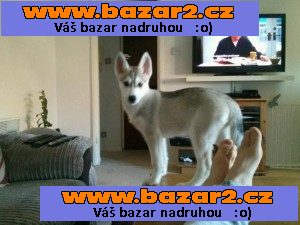 Rodokmen Sibiřský husky Štěňata