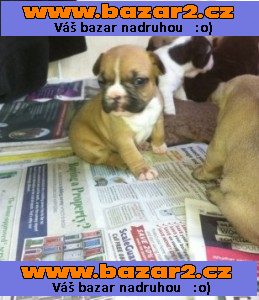Roztomilý Francouzský buldoček Štěňata
