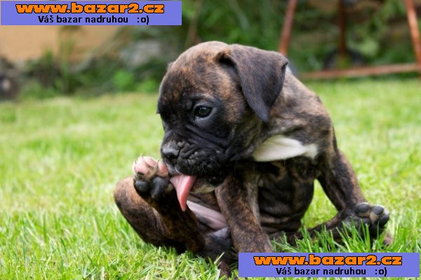 Německý boxer s PP