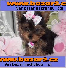 Šálek Yorkie k dispozici