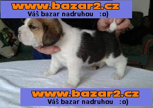 Dárek beagle k přijetí