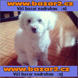 Krásná nevěsta hledá Bichon Maltese 